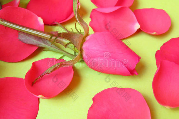 粉红玫瑰和粉红花瓣