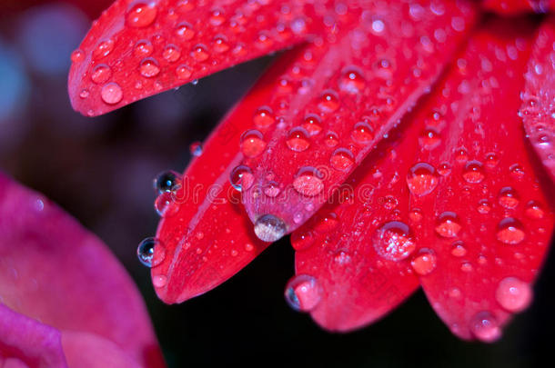 晨露覆盖的红雏<strong>菊花瓣</strong>