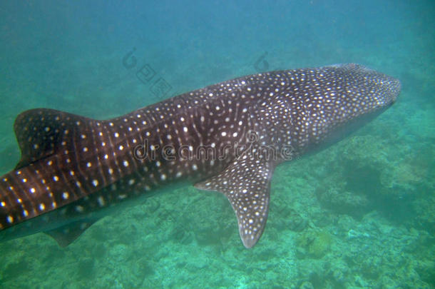 <strong>鲸鲨</strong>，南阿里环礁，马尔代夫