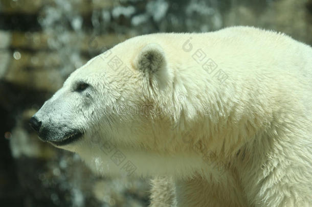 一只北极熊的镜头