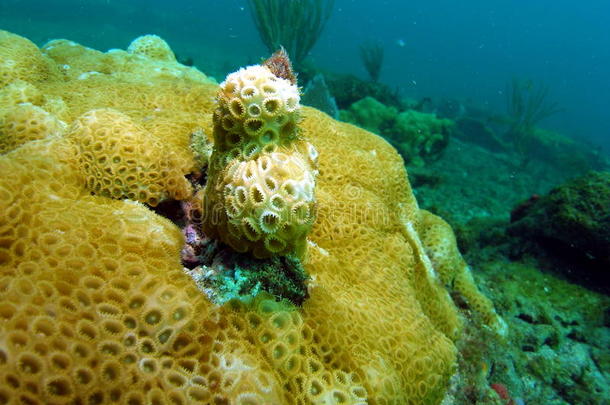 星珊瑚