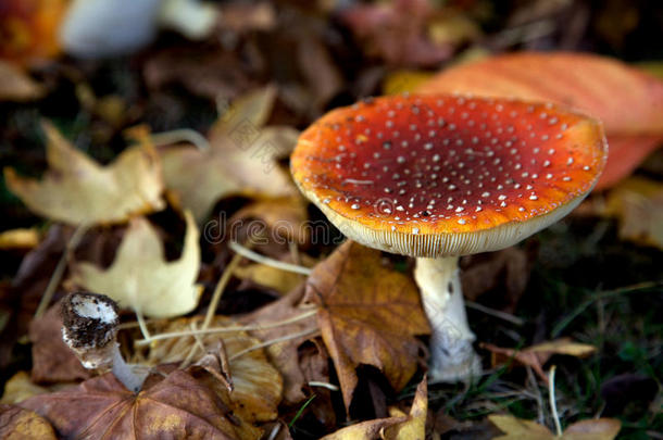福尔斯特的鲜红色蘑菇