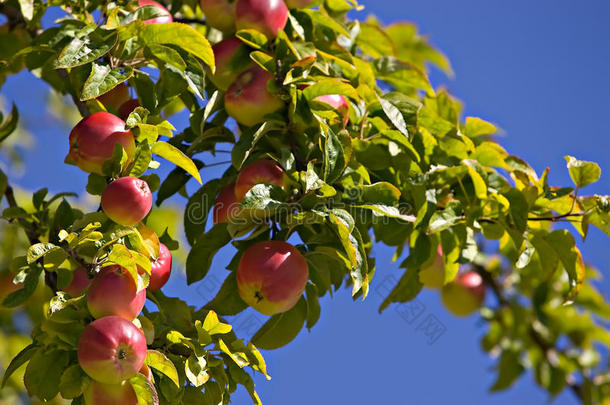 华盛顿的苹果在树上成熟了