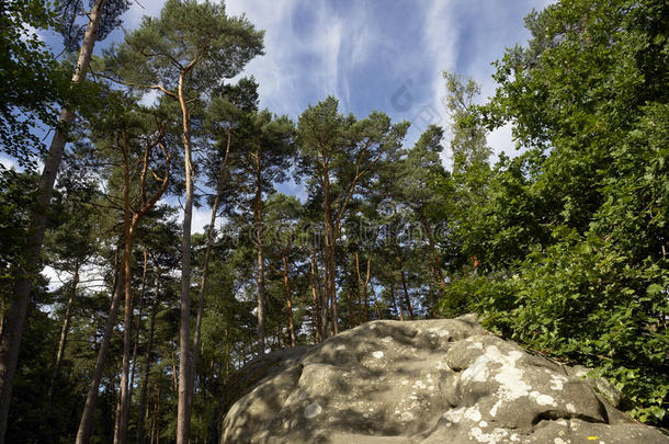 法国森林中的砂岩和银桦树