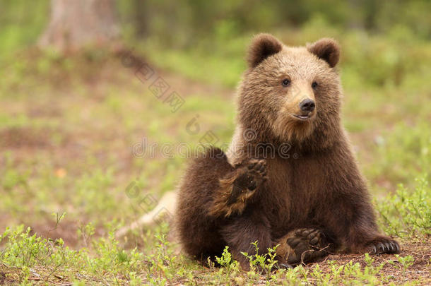 可爱的小棕熊