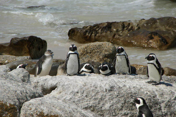 企鹅在海洋的石头上被加热