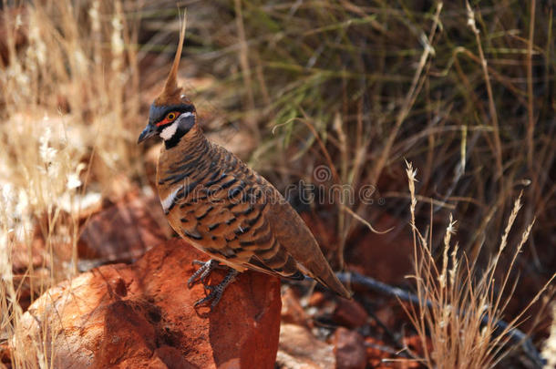 白鸽（geophaps plumifera）