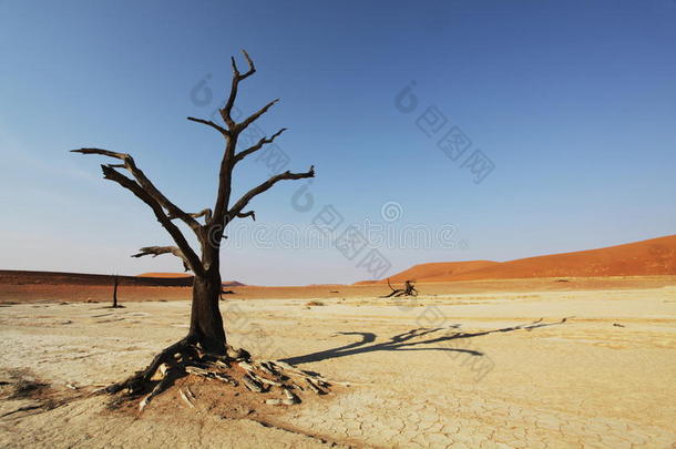 纳米布沙漠的树