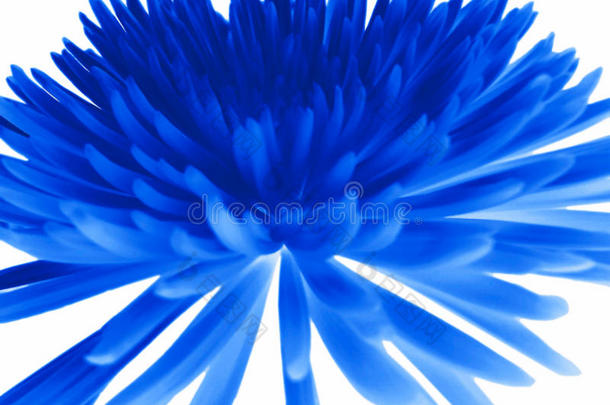 蓝菊花。