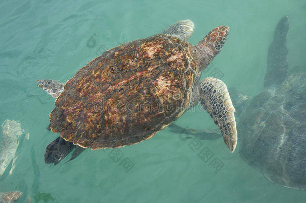 水中海龟