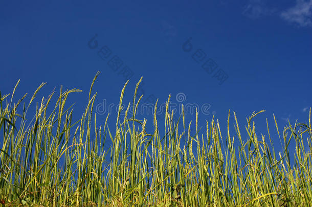 尼泊尔蓝天下的稻田