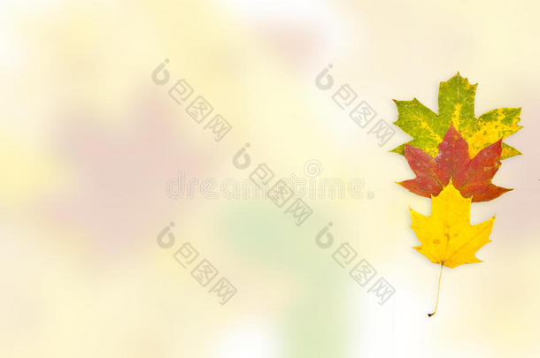 不同颜色树叶的秋天背景