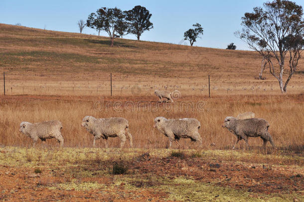 四只羊在干<strong>农庄</strong>的围场里一排地走着