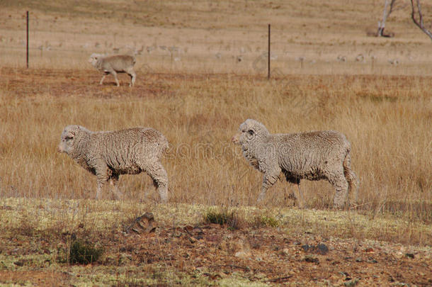两只羊在干<strong>农庄</strong>的围场里一排地走着