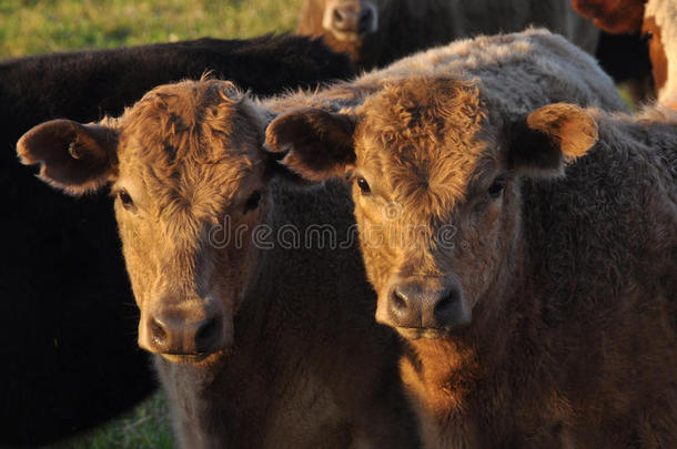 在温暖的午后阳光下，两只小牛面对镜头