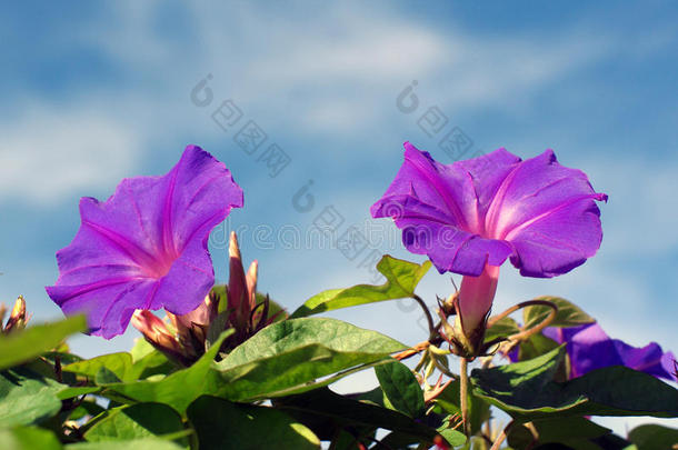 紫花蓝天