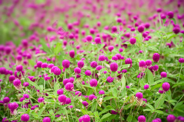 美丽的紫色花朵-金雀花