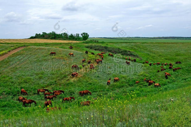 自然田野夏季绿色景观牧场牧场牧场牧场牧场动物马匹乡村美丽的棕色牧场种马户外