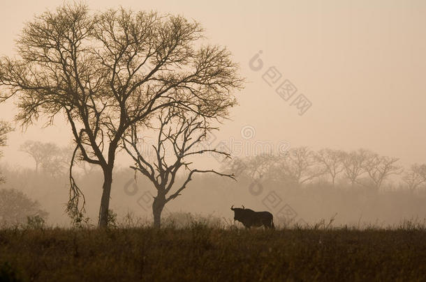 <strong>非洲非洲</strong>的动物黎明<strong>风景</strong>