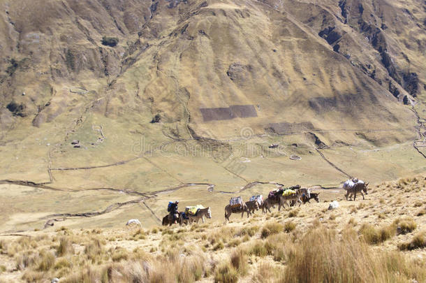 骡子列车，在高山上载货