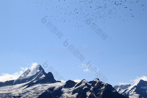 瑞士阿尔卑斯山：白雪覆盖的山峰和飞鸟