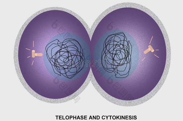 细胞<strong>分</strong>裂末期与胞质<strong>分</strong>裂