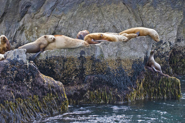 岩石海岸的海狮