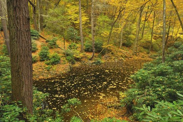 宾夕法尼亚州秋天的森林