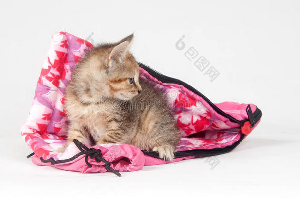 睡袋里的斑猫