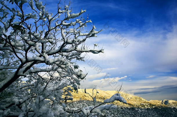 有树的雪山