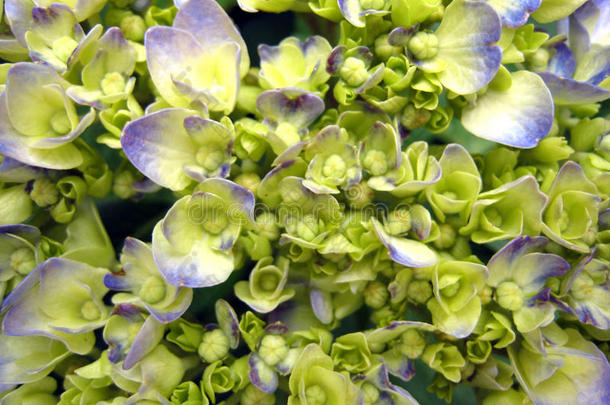 花蓝色绣球花