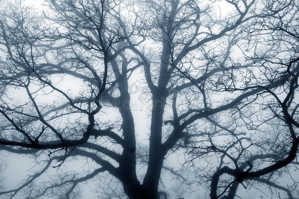 雾天的树影。