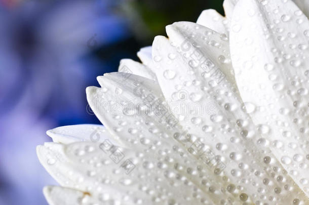 带水滴的白色非洲菊花瓣