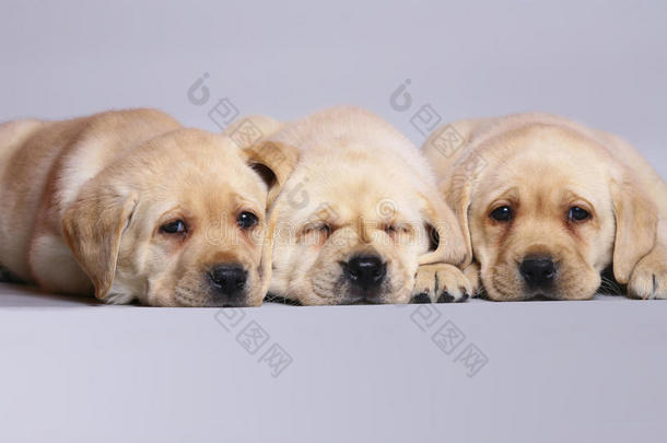 三只小狗拉布拉多猎犬。