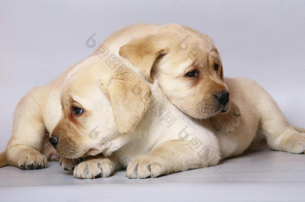 两只小狗拉布拉多猎犬。