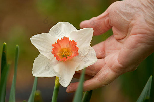 以盛开的水仙花为荣