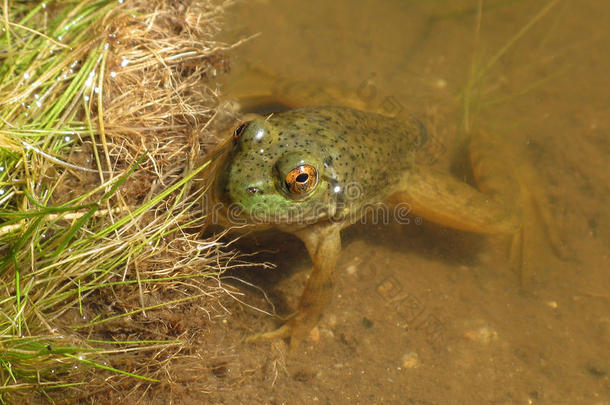 水中青蛙
