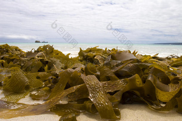 海洋中的海藻