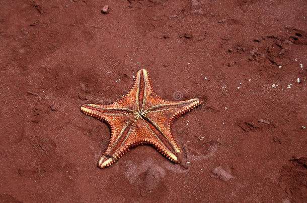 海滩上红色的海星