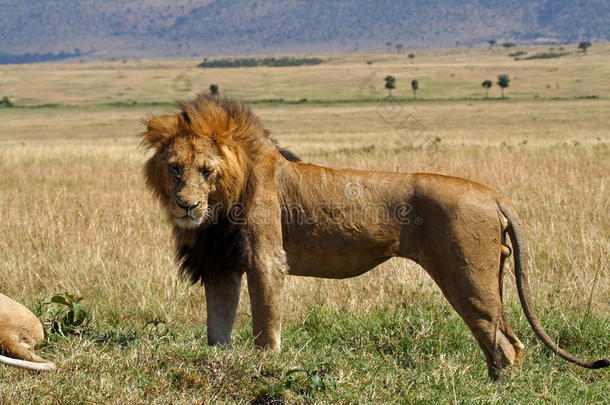 肯尼亚雄狮，雄狮，鬃毛大