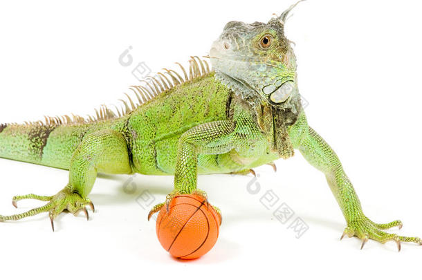 鬣蜥拿着篮球