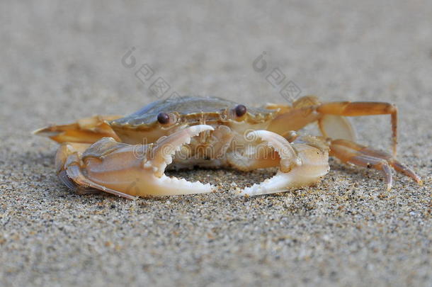 保护小螃蟹