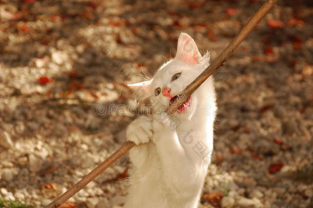 白猫咬棍子