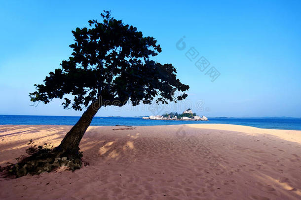 海滩上的孤独树