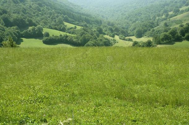 林间草地的阴天