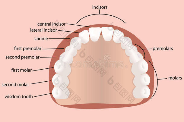 人类牙齿