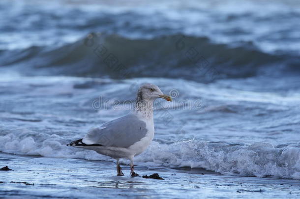 海滩上的<strong>海鸥</strong>