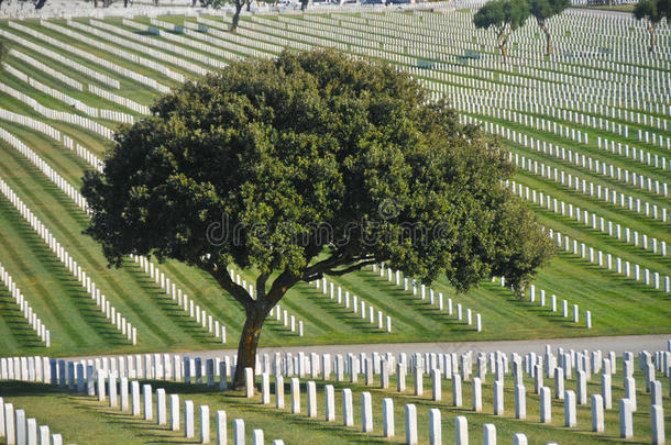 墓地里有很多墓碑的树