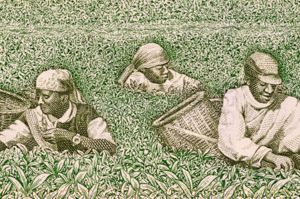 农民采茶