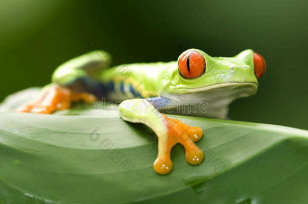 哥斯达黎加，好奇的红眼绿树蛙
